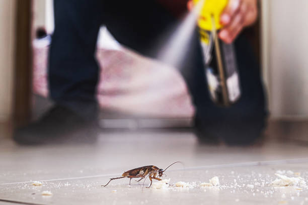 Best Pest Control Near Me in Rosewood Heights, IL